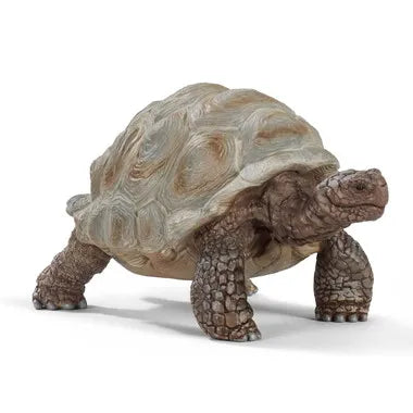 14824 ゾウガメ