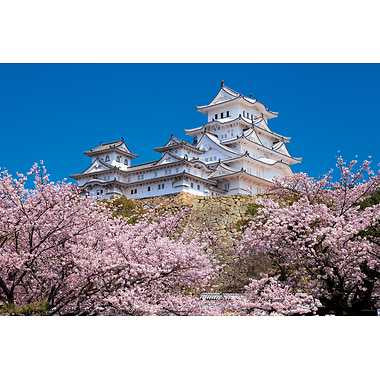10-1411 千の桜と姫路城(兵庫)
