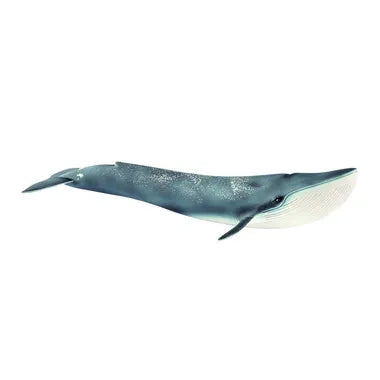 14806 シロナガスクジラ