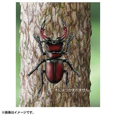 アニア　ＡＳ－４３　ノコギリクワガタ