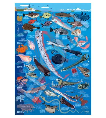 26-807 深海生物図鑑　水深200m～1000m