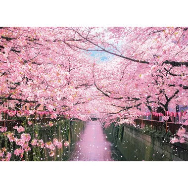600-017 目黒川の桜並木