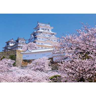 05-1096 桜香しい姫路城（兵庫）