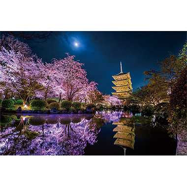 10-1299 月夜に咲く（京都）