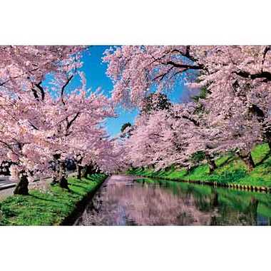 10-1455 桜雲の弘前公園（青森）