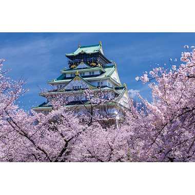 10-1482 花盛りの大阪城天守閣（大阪）