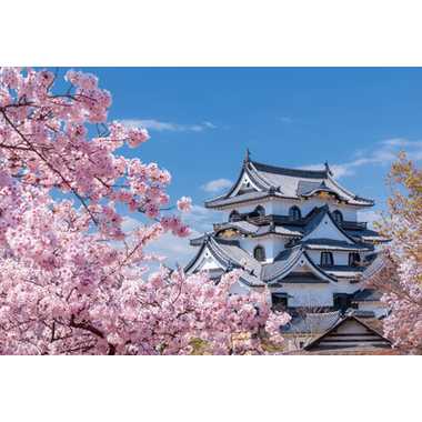 01-2087 国宝彦根城と桜木（滋賀）